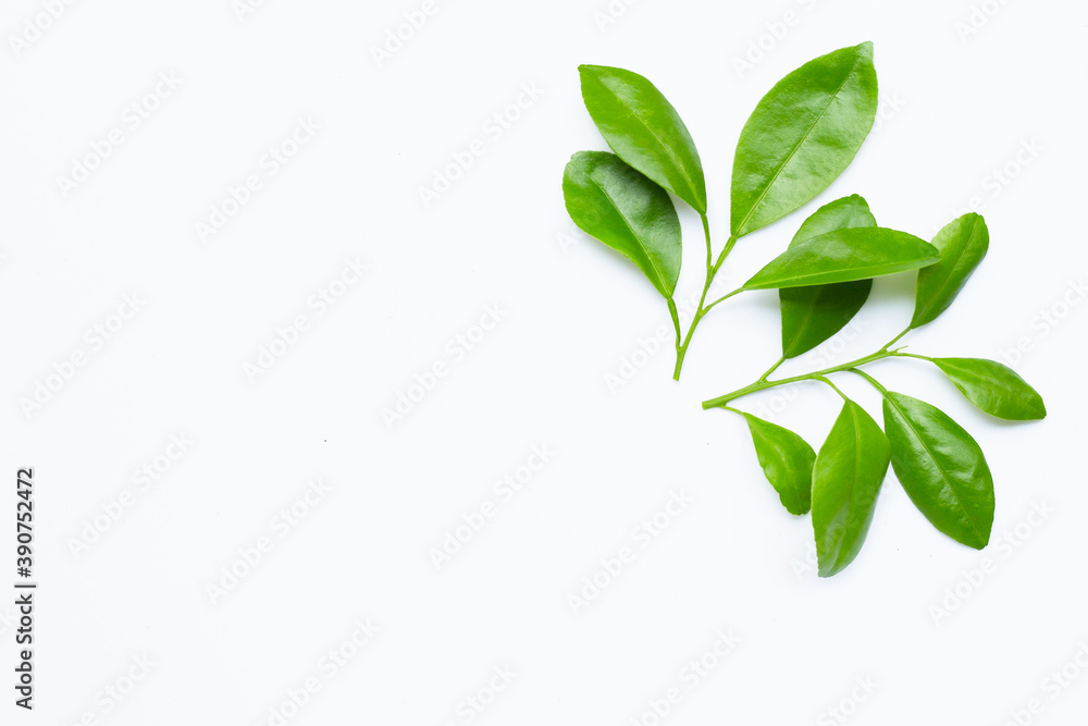 Citrus leaves on a white background. Top view