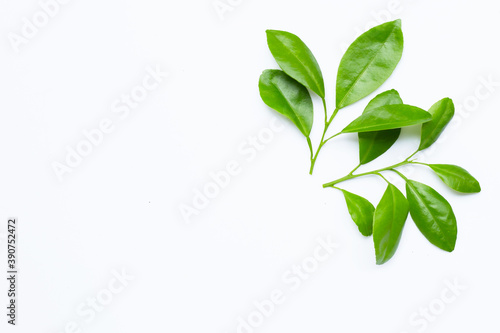Citrus leaves on a white background. Top view © Bowonpat
