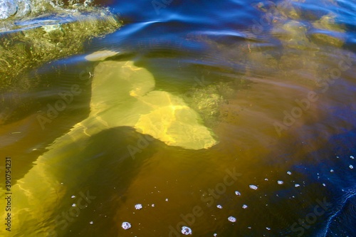 Wild Beluga in the Water
Taken while on a trip to Churchill, Manitoba. 
Breathtaking and an unforgettable experience. 