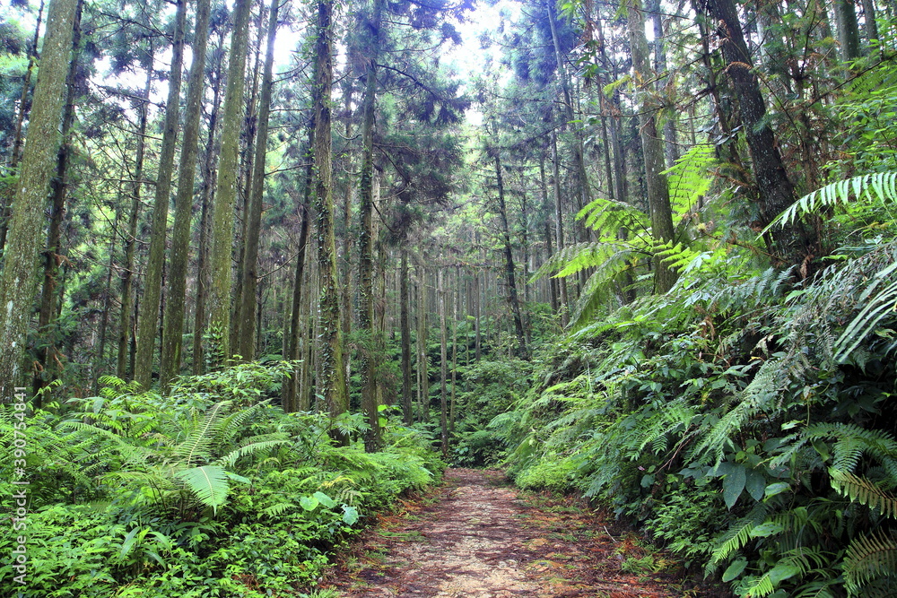 Obraz premium beauty of nature in Xinzhu Taiwan