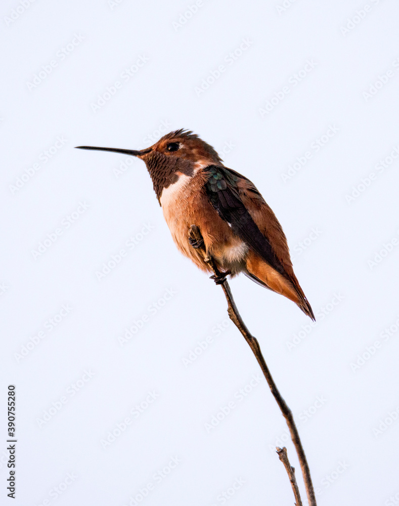 Fototapeta premium Closeup of a Rufous hummingbird on a branch