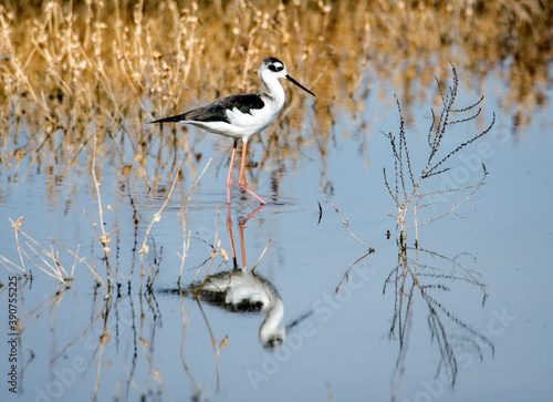 A black necked stilt wading in a pond showing off its reflection in the  San Jacinto Wildlife area near Perris, California