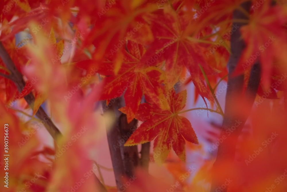 Dense luscious red maple leaf on maple tree with blur background Dense luscious red maple leaf on maple tree with blur background