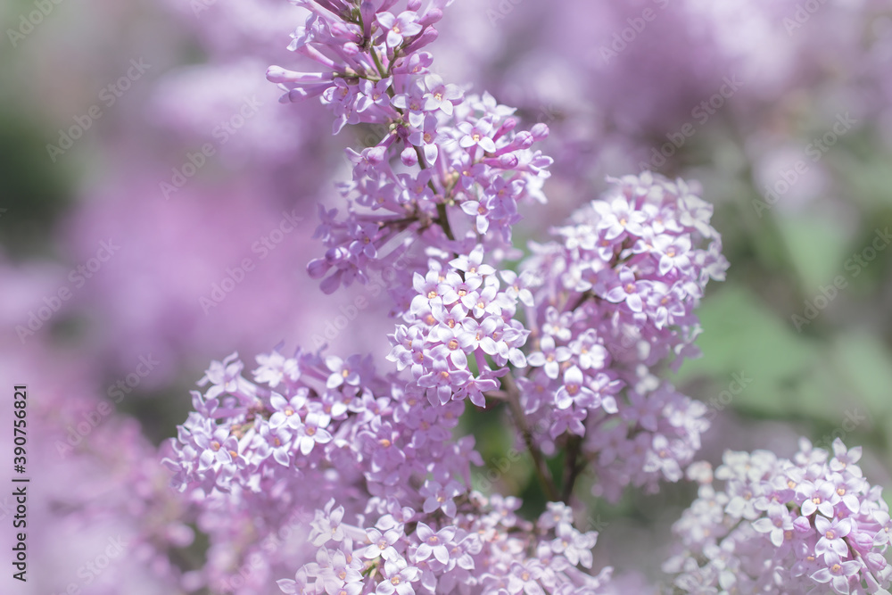 blooming branches of pink lilac in spring blooming branches of pink lilac in spring