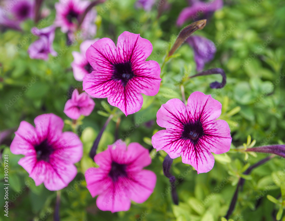 Selective focus, purple flowers among foliage and green forest. Selective focus, purple flowers among foliage and green forest.