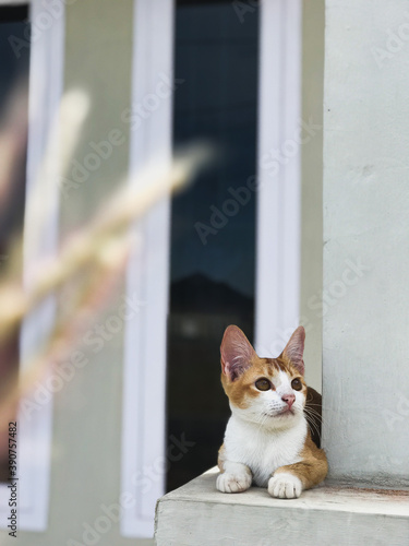 Kocheng Oren or Indonesian domestic cat sitting at the window photo