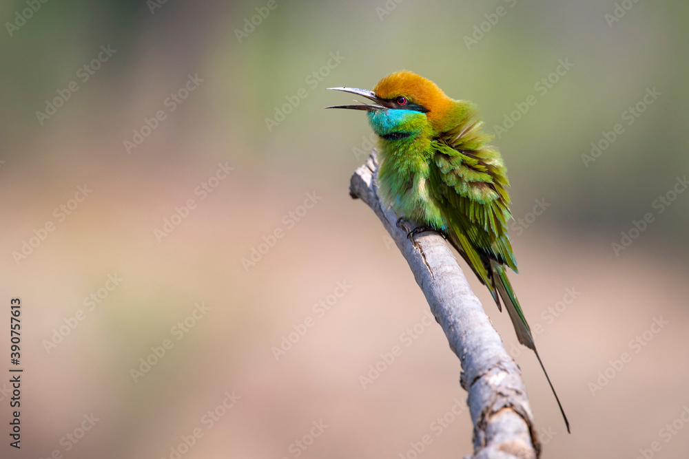 Image of Green Bee-eater bird(Merops orientalis) on a tree branch on nature background. Bird. Animals.