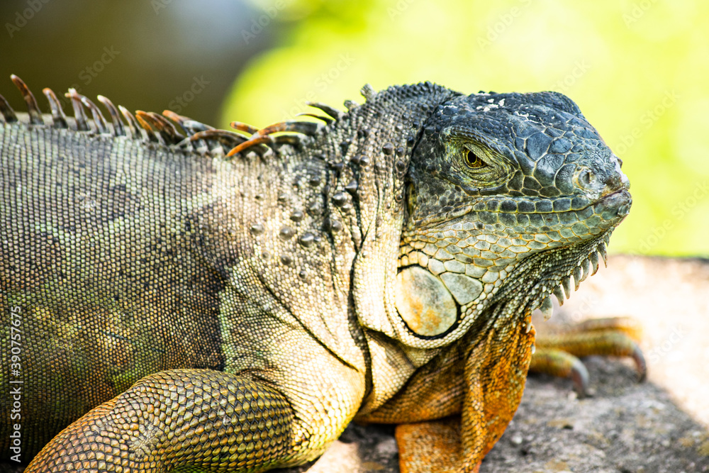 Obraz premium green iguana portrait