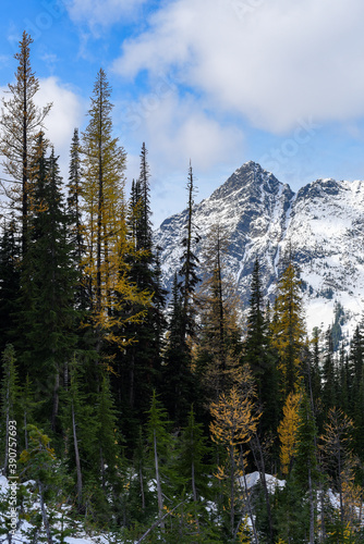autumn larches in the cascades