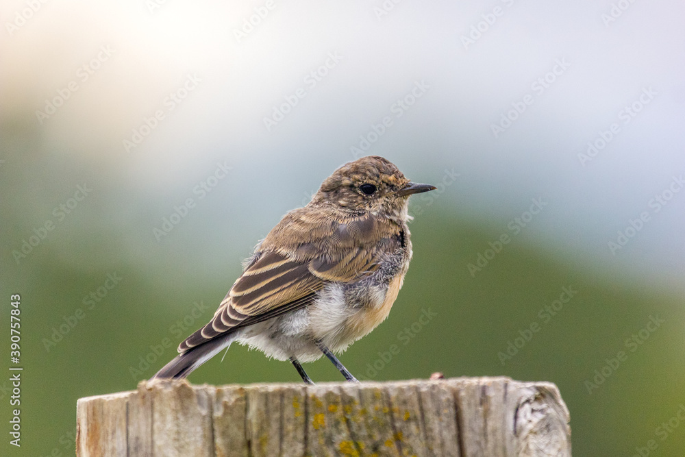 a mysterious little bird perched on a tree stump a mysterious little bird perched on a tree stump