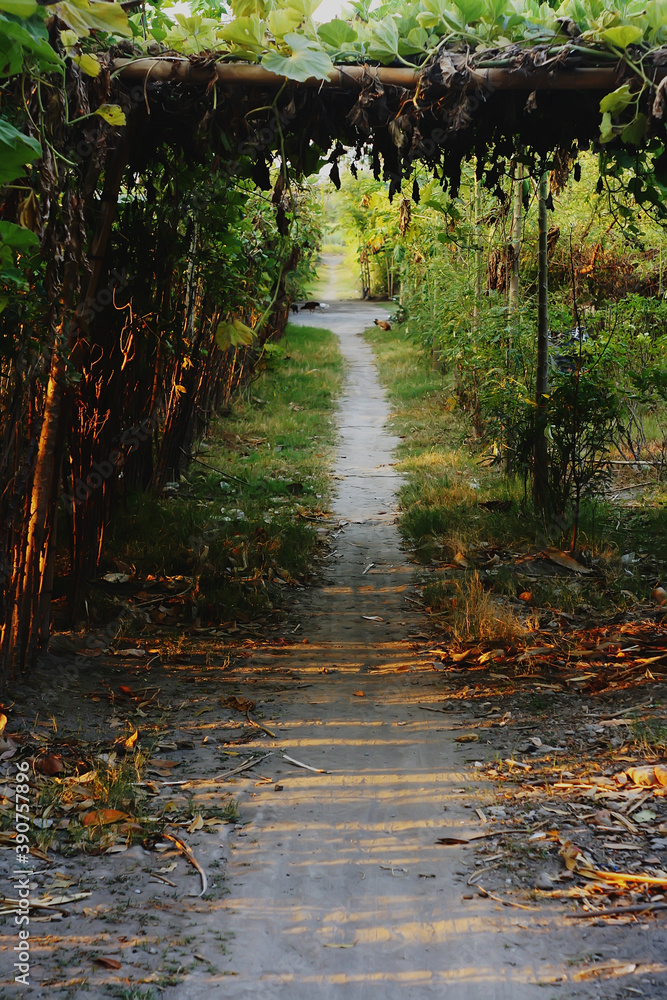 Obraz premium autumn in the forest