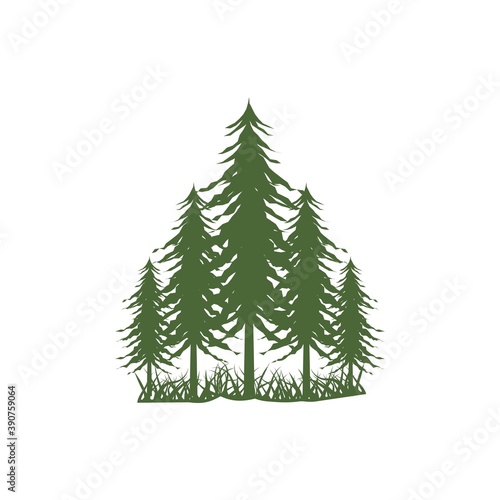 Cedar tree