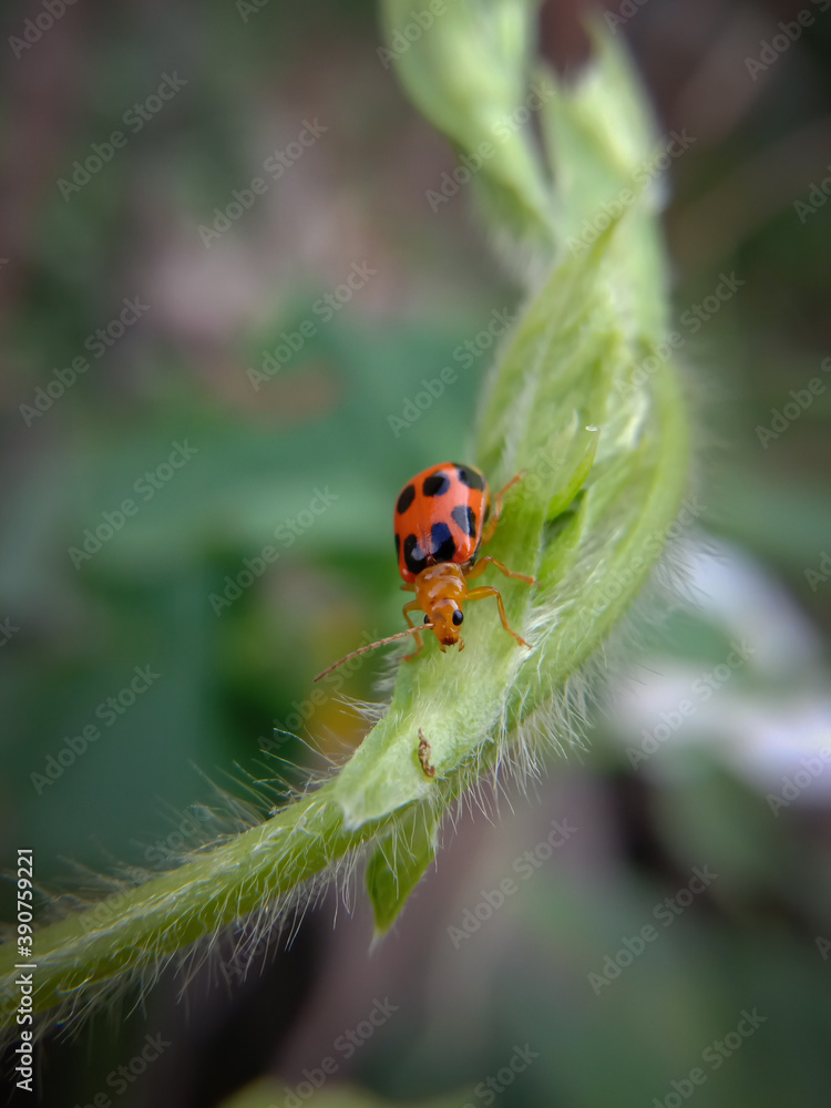 picture of orange cucumber beetle moving on cucumber leaf picture of orange cucumber beetle moving on cucumber leaf