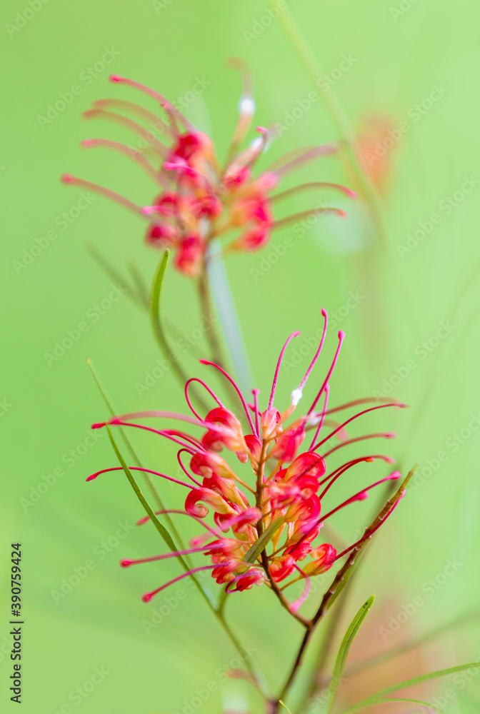 Close up of Australian native plant Scarlet grevillea / Bank's grevillea against green background. Close up of Australian native plant Scarlet grevillea / Bank's grevillea against green background.