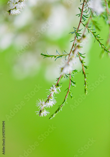 Australian native plants Kunzea ambigua or  tick bush against green out of focus background.  photo