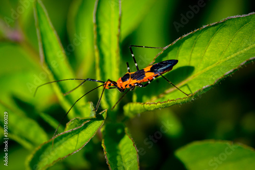 Black and Orange Insect walking down a leaf