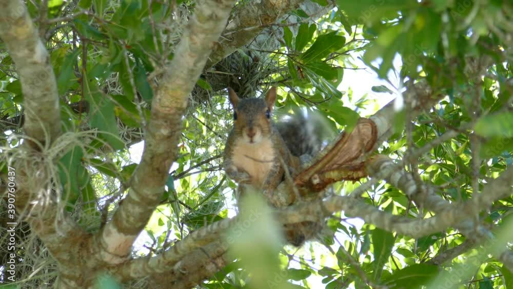 squirrel rapidly shake its tail on the tree squirrel rapidly shake its tail on the tree