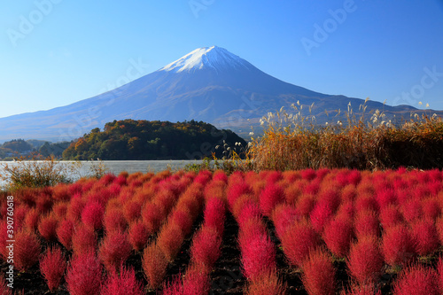赤いコキアと富士山　河口湖大石公園 photo