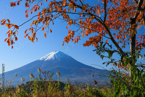紅葉と富士山　河口湖　大石公園