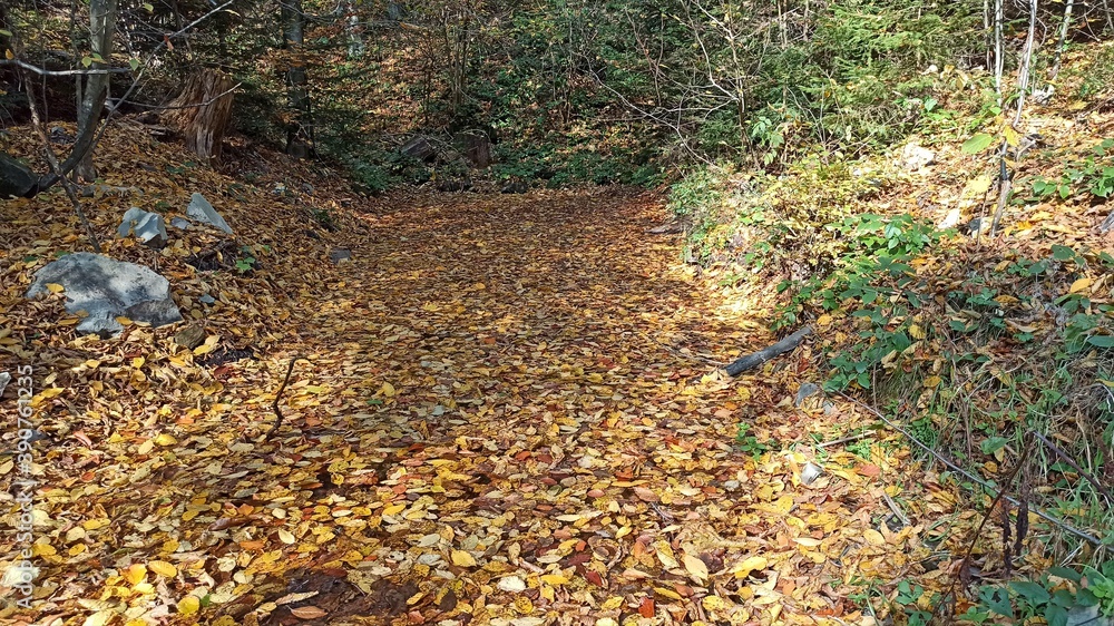 autumn leaves on the ground autumn leaves on the ground