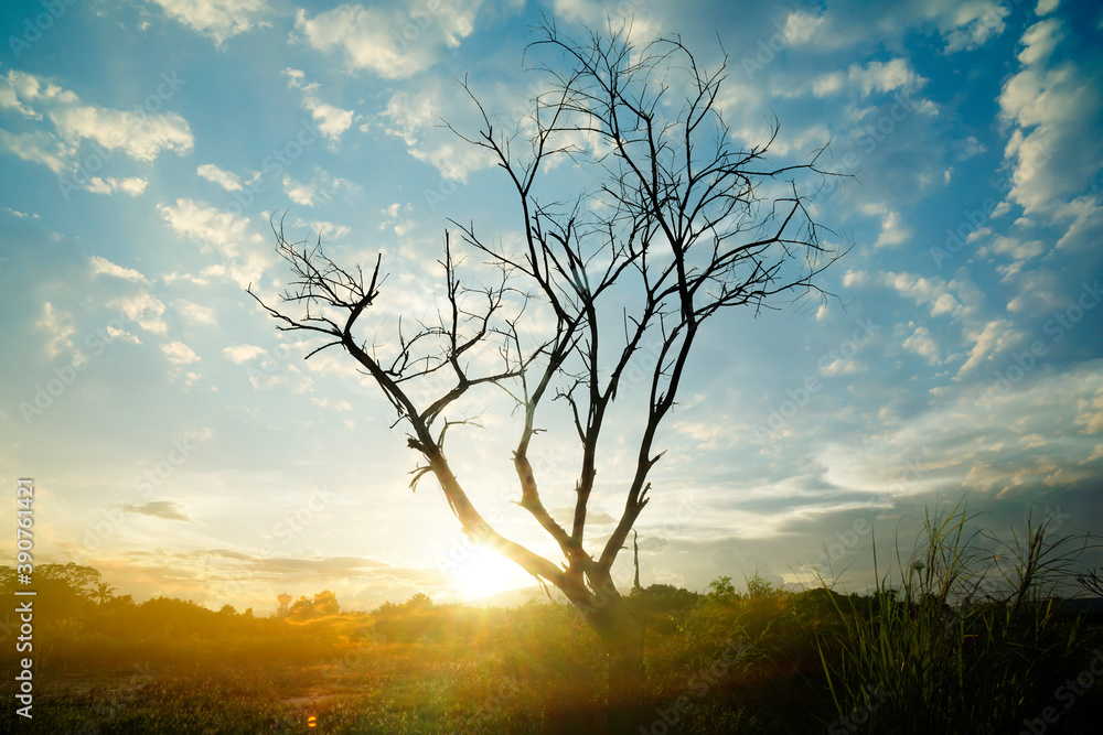 Fototapeta premium sunset in the forest