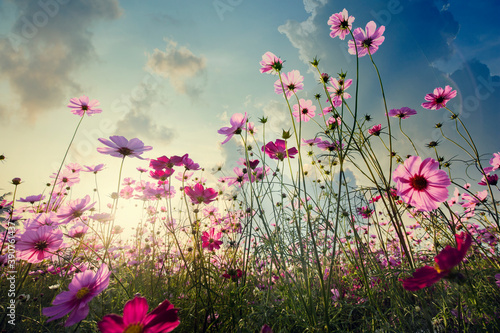Pink cosmos on field in sunset time © ituktunba