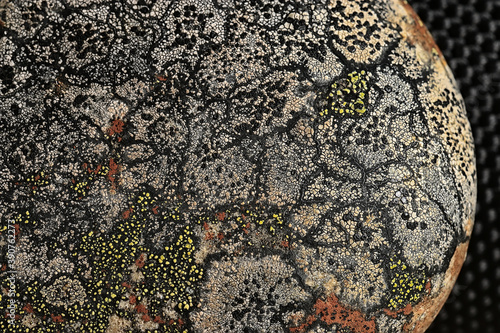 Lichen on stone texture macro background, abstract nature photo