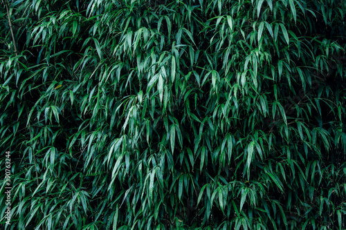 Closeup shot of green Arundinaria plant photo