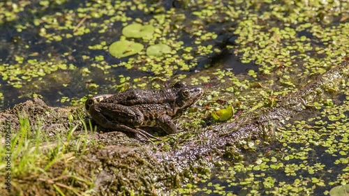 Frog