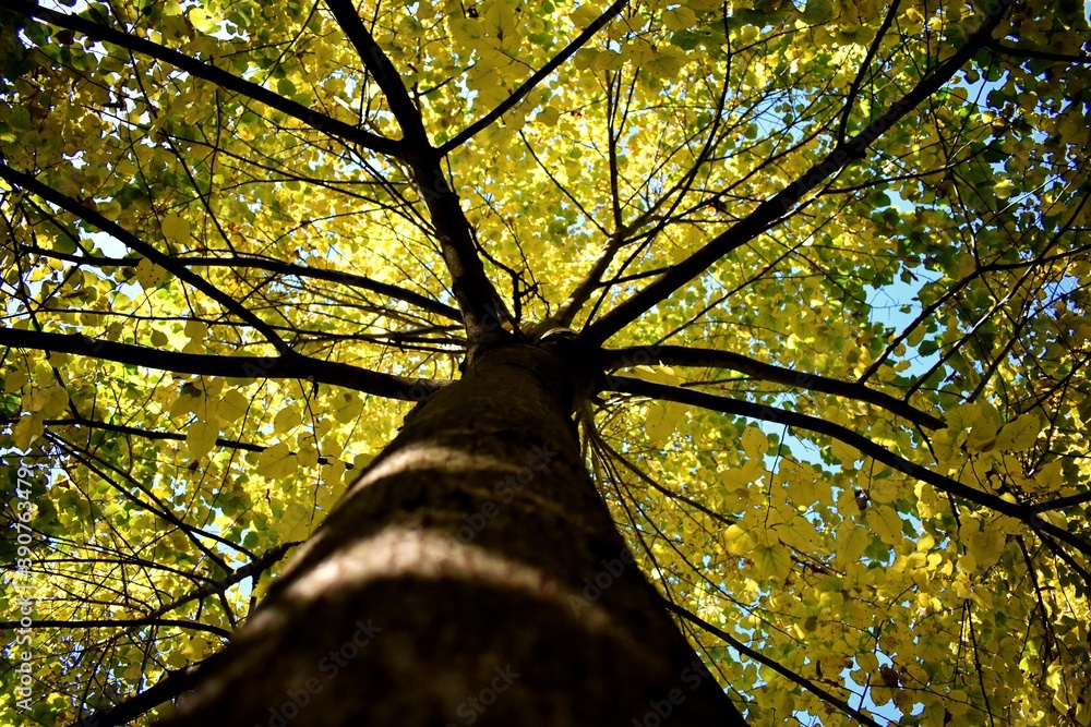 Obraz premium Oak. Tall oak tree with yellow leaves with blue sky background. View from down. Autumn background. Green environment concept.
