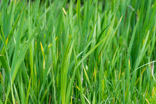Vibrant fresh looking green grass