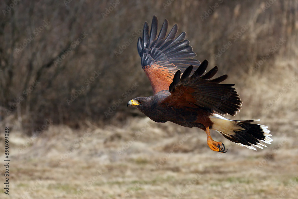 Obraz premium The Harris's hawk (Parabuteo unicinctus) formerly known as the bay-winged hawk or dusky hawk flying.