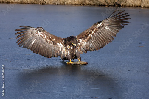 White-tailed eagle (Haliaeetus albicilla) are also known as sea eagle, with fish on ice, falconery photo