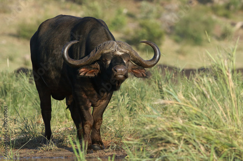 Male African buffalo (Syncerus caffer) standing in reeds with the rest of his herd in background