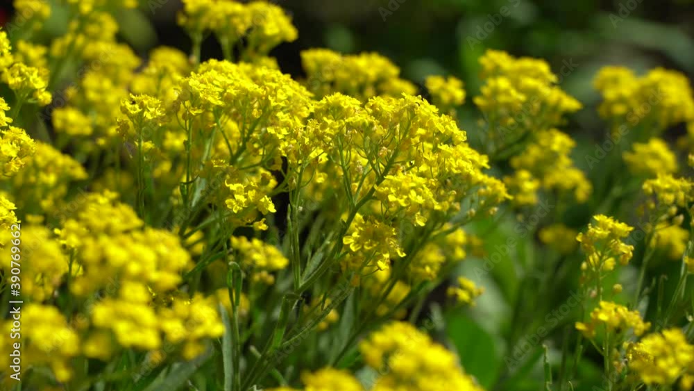 Yellow mustard flowers, in the afternoon, no people. Yellow mustard flowers, in the afternoon, no people.