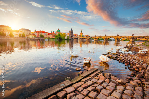 Breathtaking view on Charles bridge and white swans at Vltava river in Prague, Czech Republic.