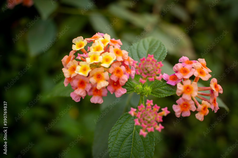 Beautiful flowering plant called Lantana camara (common lantana) along the road side in India Beautiful flowering plant called Lantana camara (common lantana) along the road side in India