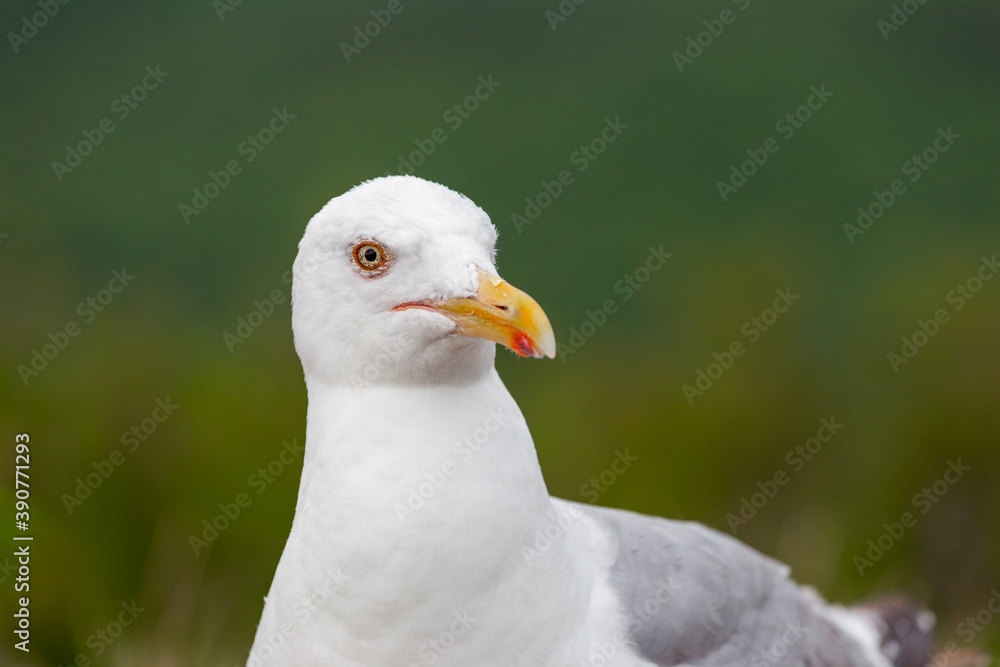 Black Backed Gull at Arcadia National Park Black Backed Gull at Arcadia National Park