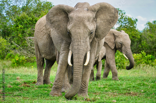 Photography Herd of elephants in the fields
