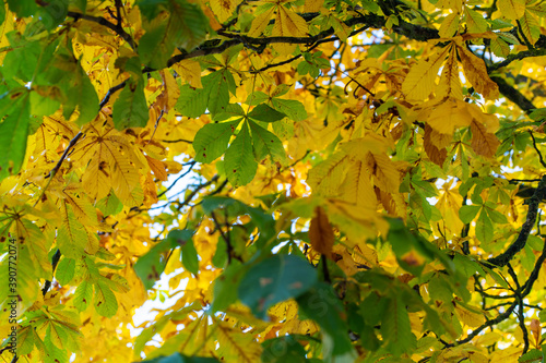yellow and orange autumn leaves