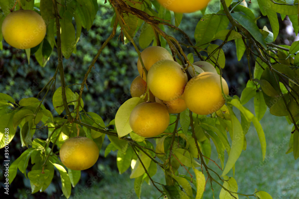 Citrus orange fruit tree background