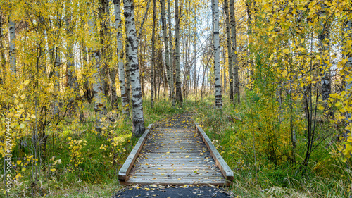 Forest Bridge in Aspens