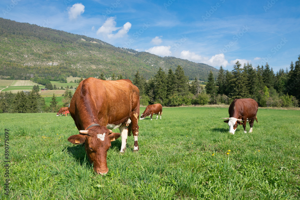 Naklejka premium lans-en-vercors vaches abondance