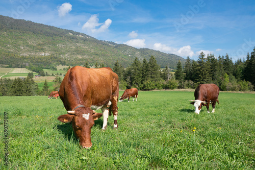 Fotografija lans-en-vercors vaches abondance