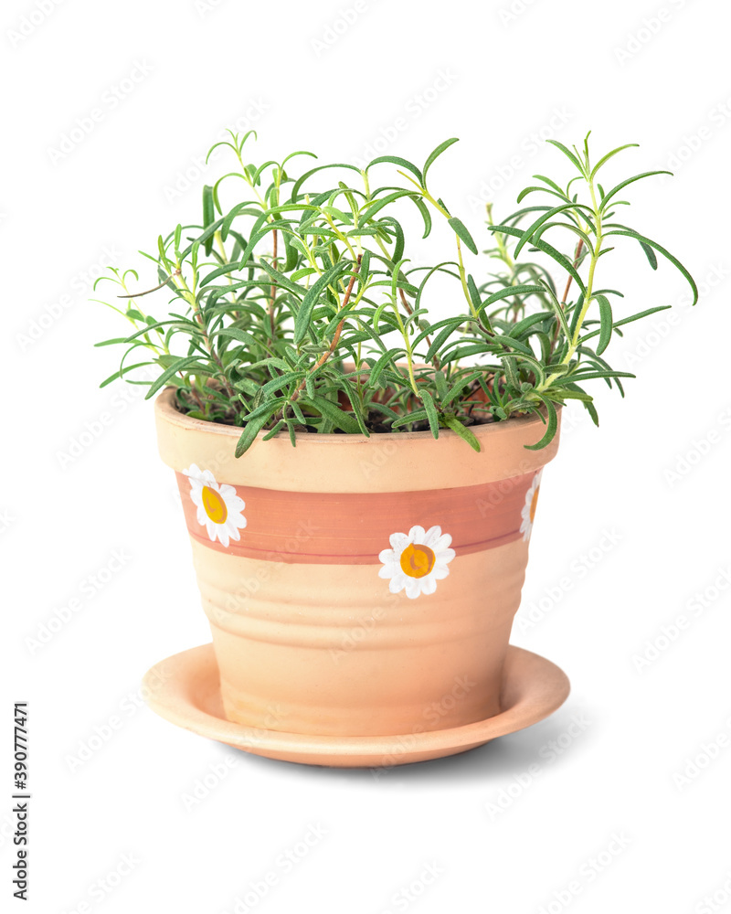 Rosemary plant in flower pot on white background Rosemary plant in flower pot on white background