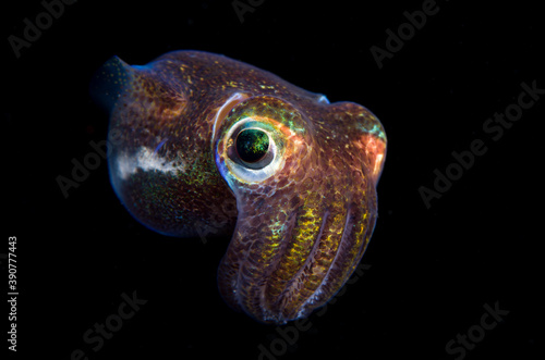 Berry's Bobtail Squid - Euprymna berryi in the night. Amazing underwater world of Tulamben, Bali, Indonesia.