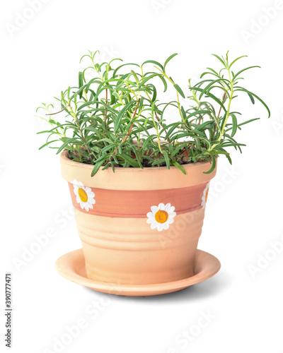 Rosemary plant in flower pot on white background