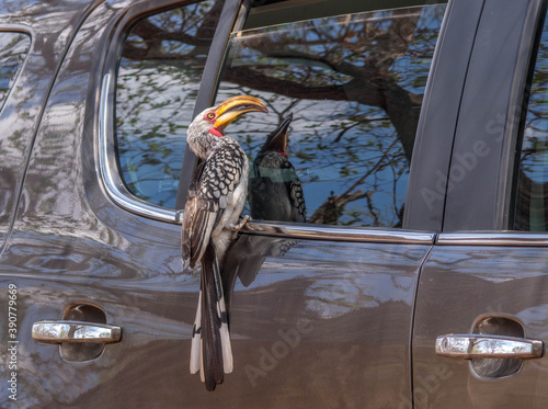 Wild birds attack their own image in the shiny parts of a motor vehicle image in horizontal format photo