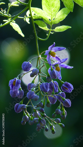 Foto Vertical selective focus shot of Brazilian Nightshade branch