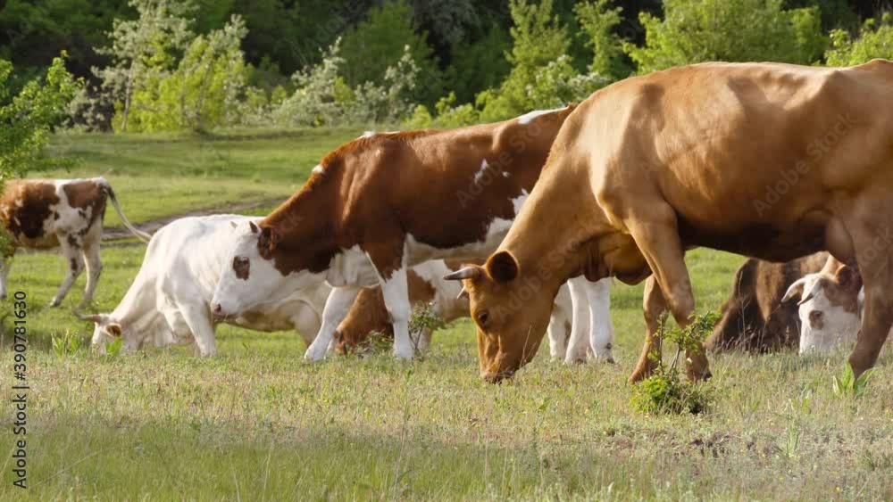 Cattle grazing. A herd of dairy cows and meat calves on the green grass. Livestock and agriculture. Cattle grazing. A herd of dairy cows and meat calves on the green grass. Livestock and agriculture.
